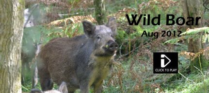 Forest of Dean Wild Boar
