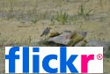 Flickr Gallery