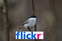 Flickr Gallery