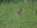 Brown Hare
