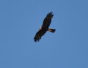 Black Kite