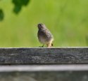 Black Redstart