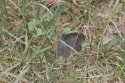 Northern Wall Brown