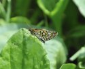 Large Chequered Skipper