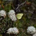 Moorland Clouded Yellow