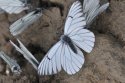 Black Veined White