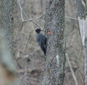Black Woodpecker