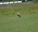 Common Crane