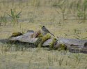 Citrine Wagtail