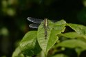 Green Clubtail