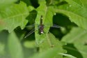 Large White Faced Darter