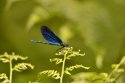 Beautiful Demoiselle