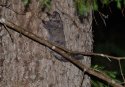 Russian Flying Squirrel