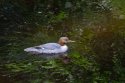 Goosander