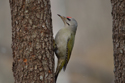 Grey Headed Woodpecker