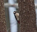 Great Spotted Woodpecker