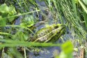 Edible Frog