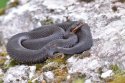 Adder (Melanistic form)