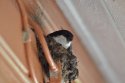 House Martin