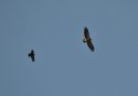 Lesser Spotted Eagle