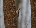 Lesser Spotted Woodpecker