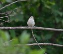 Penduline Tit