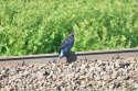 Raven