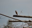 Red Backed Shrike