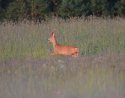 Roe Deer