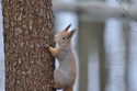 Red Squirrel