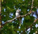 Spotted Flycatcher