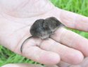 Masked Shrew