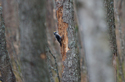 Three Toed Woodpecker