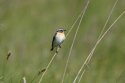 Whinchat
