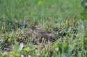 Wryneck