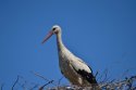 White Stork
