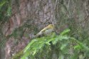 Wood Warbler