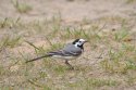 White Wagtail