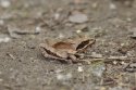 Agile Frog