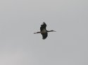 Black Stork