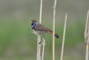Bluethroat