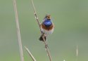 Bluethroat