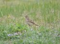 Crested Lark