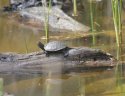 European Pond Turtle