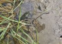 Fire Bellied Toad
