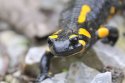 Fire Salamander