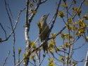 Grey Headed Woodpecker
