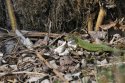 Eastern Green Lizard