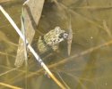 Green Toad
