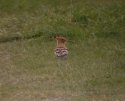Hoopoe